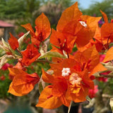 Set 2 Orange Bougainvillea Live Plant 5-7 Inch Tall