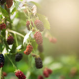 2 Sweet Thornless Boysenberry Plants Live, Garden Plant, 4-6 Inch Tall