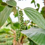 Piper Nigrum Live Plant, Pepper Vine, 4-6 Inch Tall