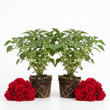 Red Double Impatiens Live Plant, 5-7 Inch Tall