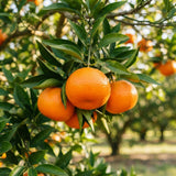 Grafted Tangerine Fruit Tree, Sweet Fruit Tree, 2-3 Ft Tall, 1 Gallon Pot