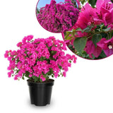 Set 2 Light Pink Bougainvillea Live Plant 5-7 Inch Tall