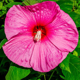 4 Pink Hibiscus Live Plants, Flower Plant, 4-8 Inch Tall