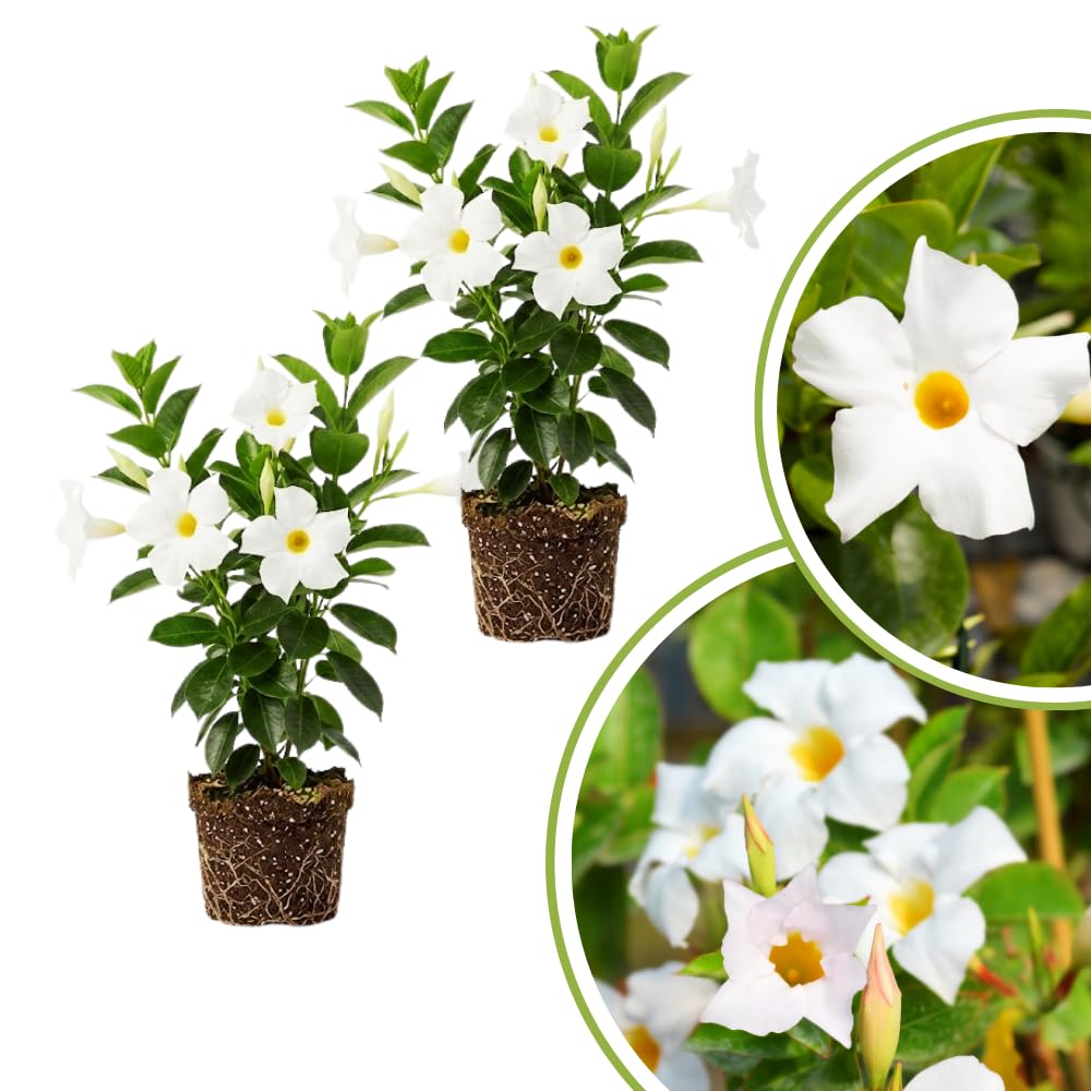 2 White Mandevilla Plants Live, Indoor Outdoor Plant, 4-6 Inch Tall