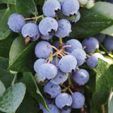 2 Biloxi Blueberry Plants Live for Planting, 4-6 Inc Tall, Sweet Blueberry Bushes Live Plant, Fruit Tree, High Yielding, No Pot