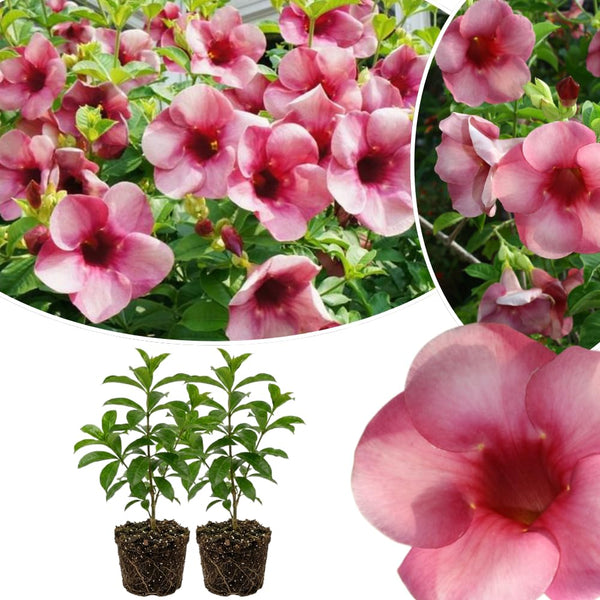 2 Pink Live Allamanda Plants, 4-7 Inch Tall, Fragrant Fowers for Growing