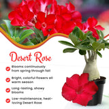 Red Live Desert Rose Plant, Garden Plant, 4-6 Inch Tall