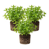 3 Peppermint Plants Live, Live Starter Plant, 4-6 Inch Tall