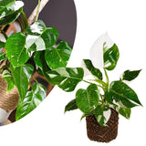 White Philodendron Live Plant 4-6 Inches, Easy Care Indoor Houseplant for Home and Office, Tropical Foliage Philodendron