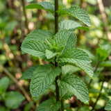 3 Peppermint Plants Live, Perennial Herb Plants, 4-7 Inch Tall