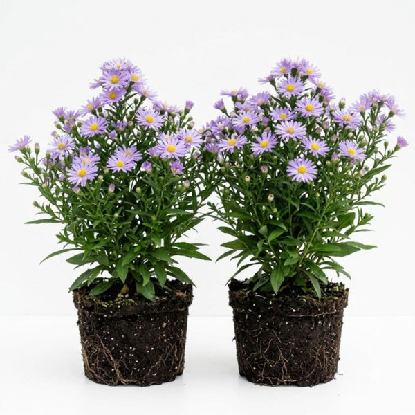 Set 2 Lilac Blue Aster Starter Plant, Live Aster Plant 3-5" Tall