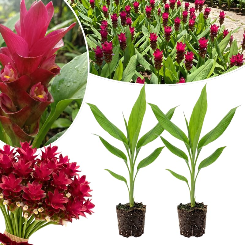 2 Red Ginger Live Plants, Ornamental Flowering Ginger Plant for Indoor Outdoor, Colorful Blooming Gingers 4-6 Inches