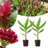 2 Red Ginger Live Plants, Ornamental Flowering Ginger Plant for Indoor Outdoor, Colorful Blooming Gingers 4-6 Inches