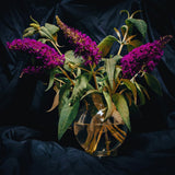 Purple Butterfly Bush Plant Live, Outdoor Garden Shrub, 3-5 Inch Tall