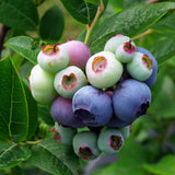 2 Sharpblue Blueberry Live Plants, Ready to Grow Plant, 4-7 Inch Tall