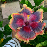 Purple Hibiscus Live Plant, Live Starter Plant, 5-7 Inch Tall