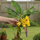 Tiny Banana Plant Live, Sweet Fruit Banana Tree 4-7 Inch Tall