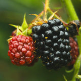 2 Osage Black Berry Plants, Blackberries Bush, 4-6 Inch Tall