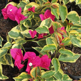 2 Raspberry Ice Bougainvillea Live Plants, Flowering Vine, 4-7 Inch Tall