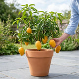 Mango Live Plant, Garden Fruit Tree, 6-10 Inch Tall, 4 Inch Pot
