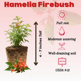 3 Hamelia Firebush Plant Live, Hamelia Live Plant, 4-6 Inch Tall