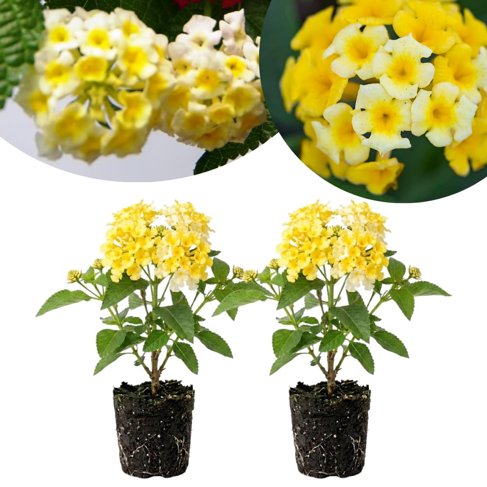 2 White Yellow Lantana Plants Live, Hardy Flowering Perennial, 4-6" Tall