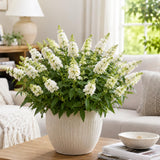White Butterfly Bush Plant Live, Fragrant Buddleia for Planting, 5-9" Tall