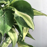 Stripe Philodendron Live Plant 4-6 Inches, Easy Care Indoor Houseplant for Home and Office, Tropical Foliage Philodendron