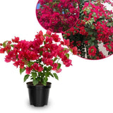 Set 2 Barbara Karst Bougainvillea Live Plant 5-7 Inch Tall