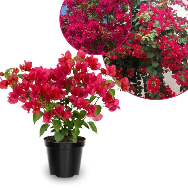 Set 2 Barbara Karst Bougainvillea Live Plant 5-7 Inch Tall