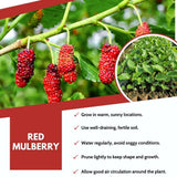 Red Mulberry Fruit Plant Live 6-8 Inches Tall