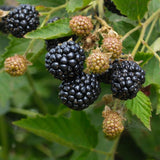 2 Ouachita BlackBerry Plants Live, Fruit Bush, 4-7 Inch Tall