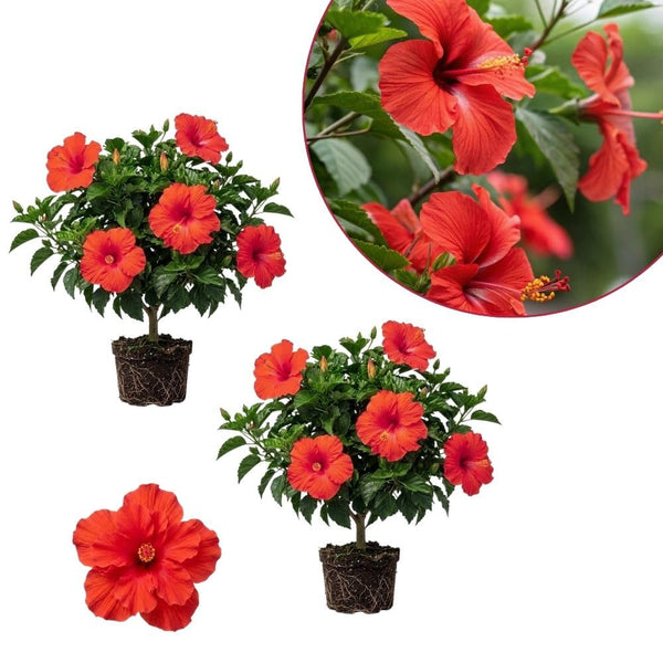 Pack 2 Red Hibiscus Plant 4-7 Inch Tall
