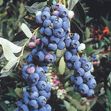 2 Elliott Live Blueberry Plants, Garden Plant, 4-7 Inch Tall