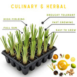 5 Lemongrass Plants Live, Fragrant Herb Plant