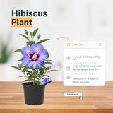 Blue Hibiscus Plant 5-7", in Pot