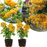 2 Yellow Bougainvillea Plants Live, Garden Flower Vine, 4-7 Inch Tall