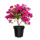 2 Pink Bougainvillea Live Plants, Indoor Outdoor Plant, 4-6 Inch Tall