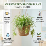 Variegated Live Spider Plant, Home Office Decor Plant, 4-6 Inch Tall