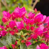 2 Pink Bougainvillea Live Plants, Indoor Outdoor Plant, 4-6 Inch Tall