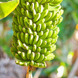 3 Banana Trees Live Plants, Starter Fruit Plant, 3-5 Inch Tall