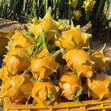 Yellow Dragon Fruit Live Plant, Edible Tropical Fruit Plant, 3-6 Inch Tall