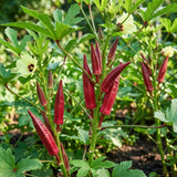 2 Red Okra Plants Live, Vegetable Starter Plant, 4-8 Inch Tall, 5 Inch Pot
