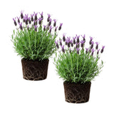 2 Spanish Lavender Plants, Lavender Plants Live, 4-8 Inch Tall