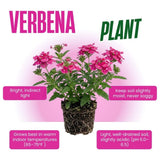 3 Pink Verbena Plants Live 4-7 Inch Tall