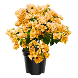2 Gold Live Bougainvillea Plants, Home Garden Plant, 4-6 Inch Tall