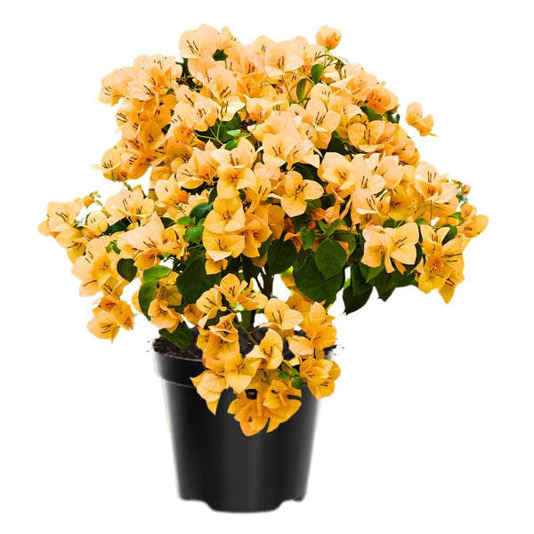 2 Gold Live Bougainvillea Plants, Home Garden Plant, 4-6 Inch Tall