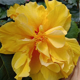 4 Double Yellow Hibiscus Live Plants, Hibiscus Flower, Patio Container Plant, 4-8 Inch Tall