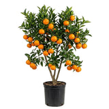 Live Grafted Tangerine Citrus Tree 2-3 Feet Tall