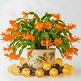 Orange Live Holiday Cactus Plant, Tropical Houseplant, 5-9 Inch Tall